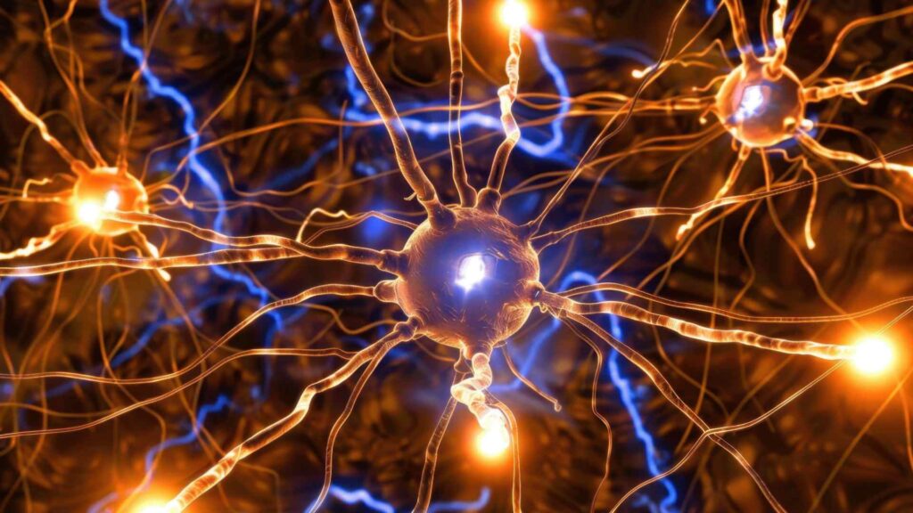 neurons working in brain